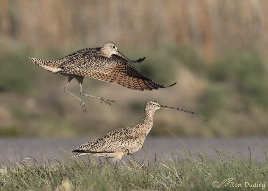 long-billed curlew 8508c ron dudley