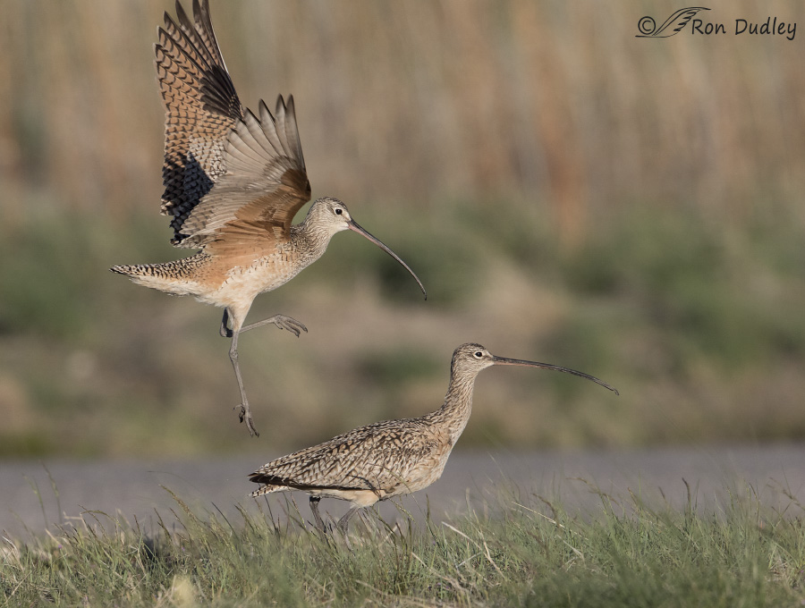 long-billed curlew 8509 ron dudley