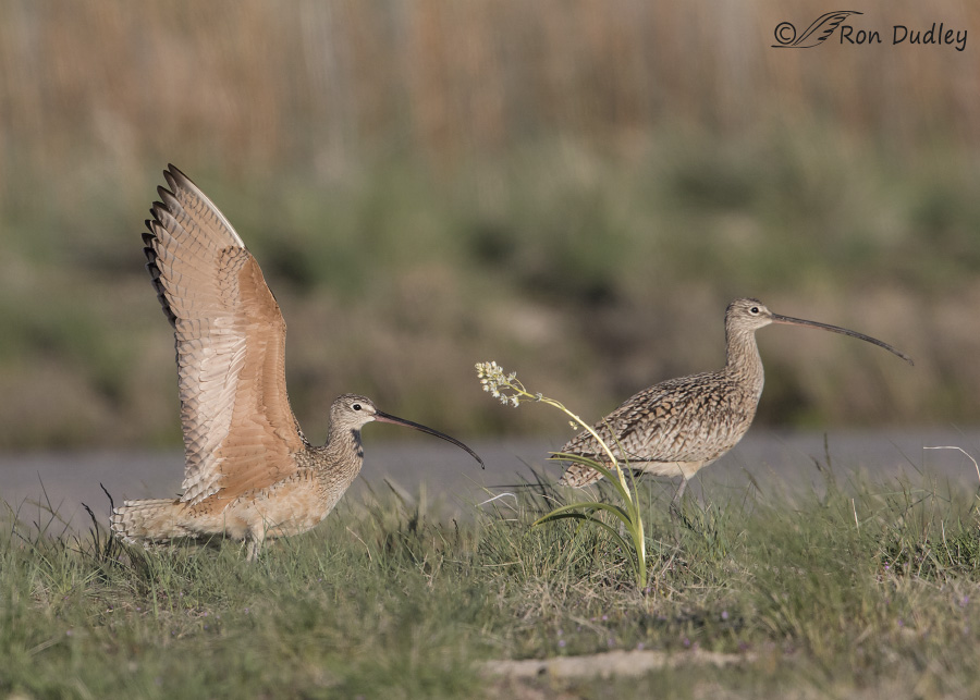 long-billed curlew 8533 ron dudley