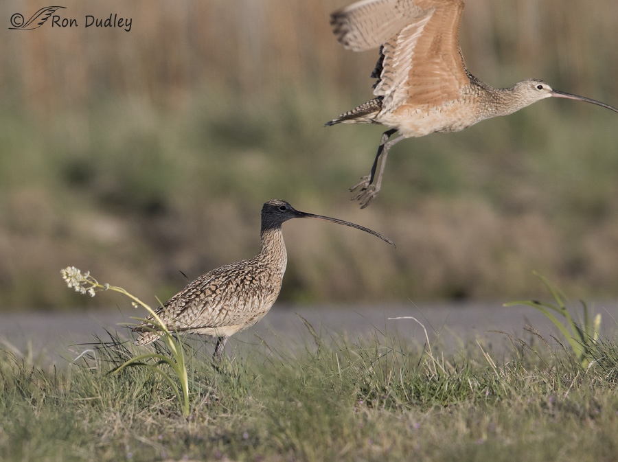 long-billed curlew 8542 ron dudley