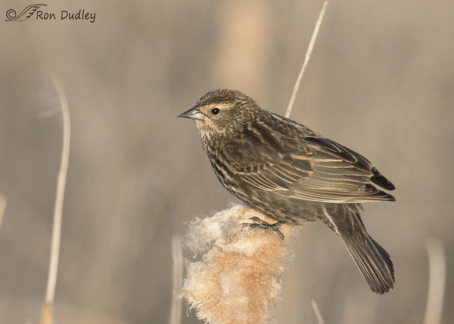 mystery bird 5833 ron dudley