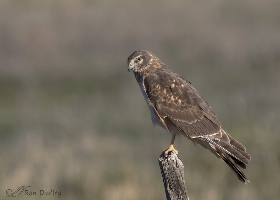 northern harrier 5667b ron dudley