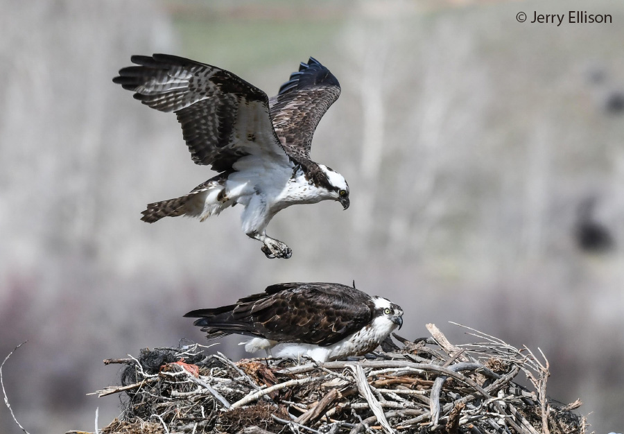 osprey 1283 jerry ellison