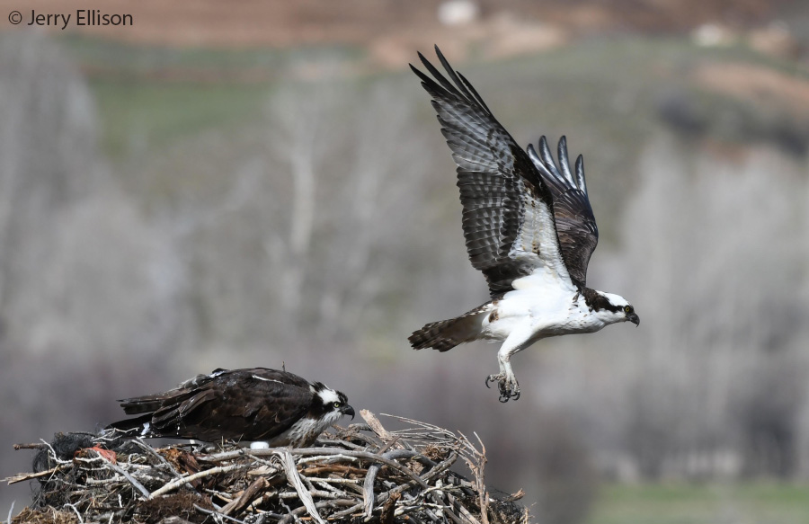 osprey 1299 jerry ellison