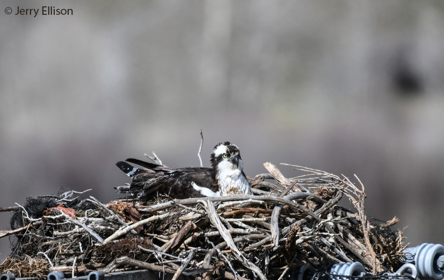 osprey 1336 jerry ellison