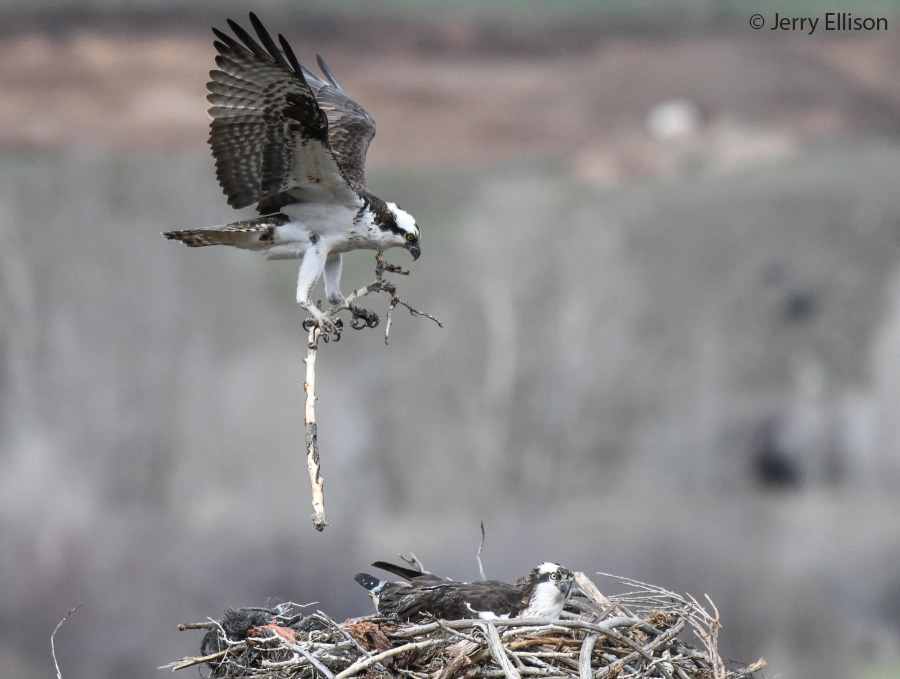 osprey 1377 jery ellison