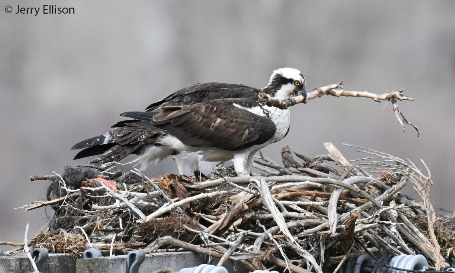 osprey 1389 Jerry Ellison