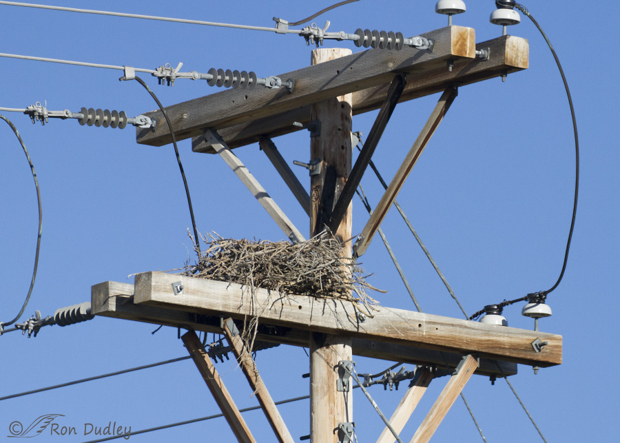 raven nest 0545 ron dudley