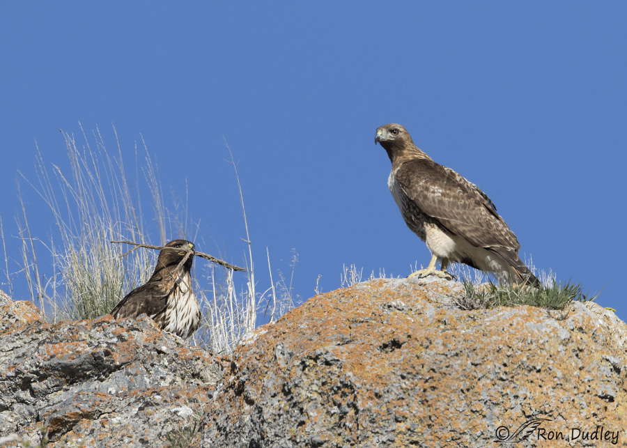 red-tailed hawk 0643 ron dudley