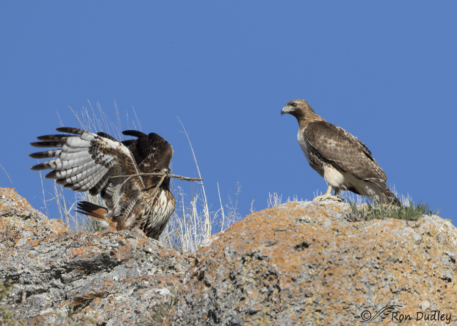 red-tailed hawk 0652 ron dudley
