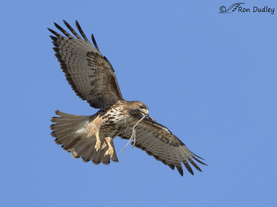 red-tailed hawk 0672 ron dudley