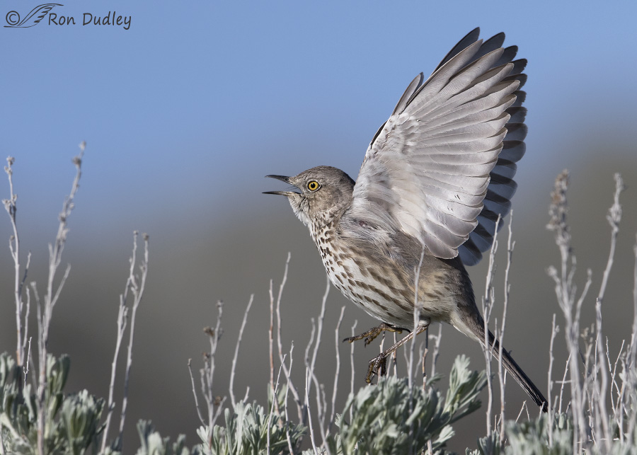 sage thrasher 2040b ron dudley