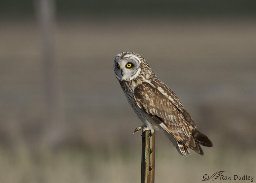 short-eared owl 0479 ron dudley