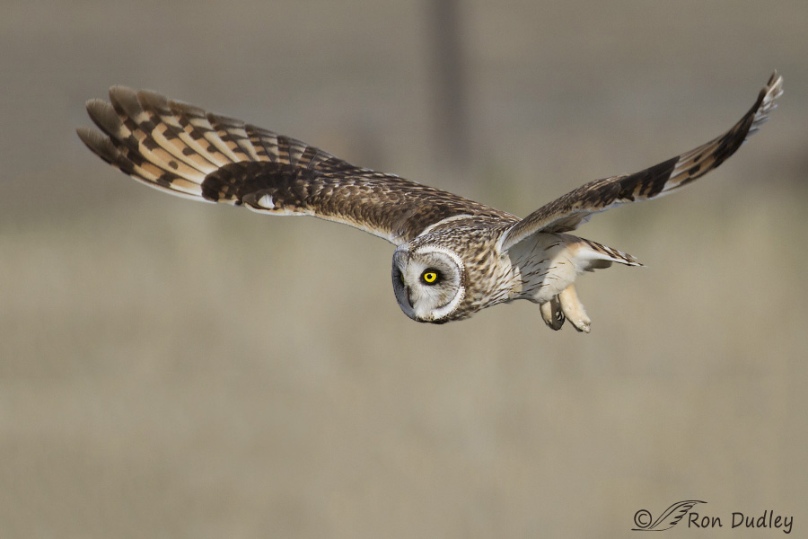 short-eared owl 0482b ron dudley