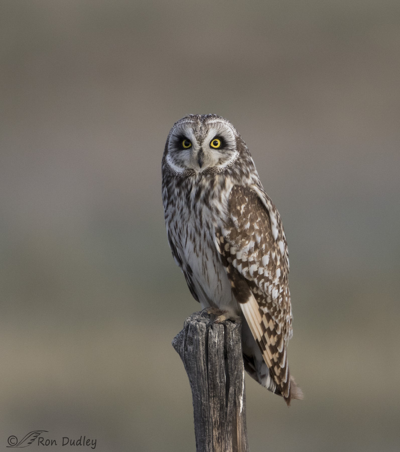 short-eared owl 4128 ron dudley