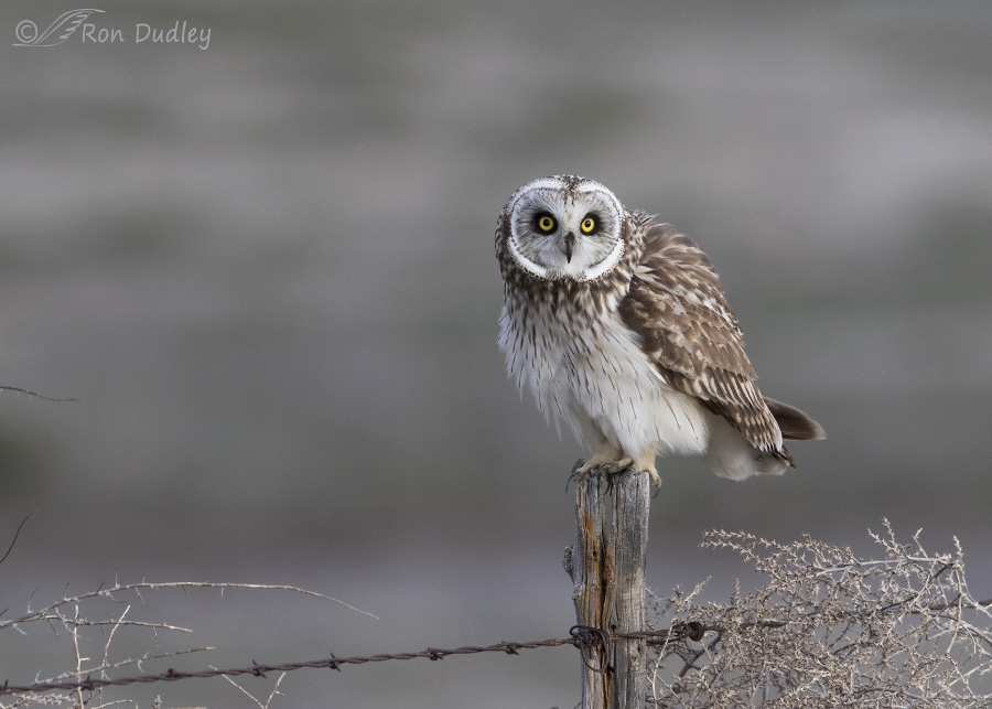 short-eared owl 4299b ron dudley
