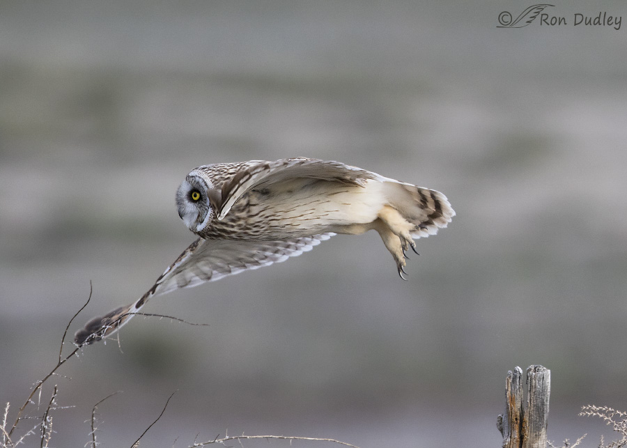 short-eared owl 4304b ron dudley