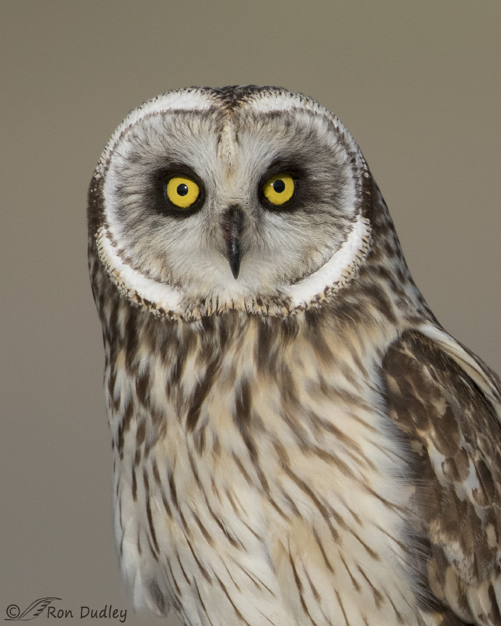 short-eared owl 4339b ron dudley