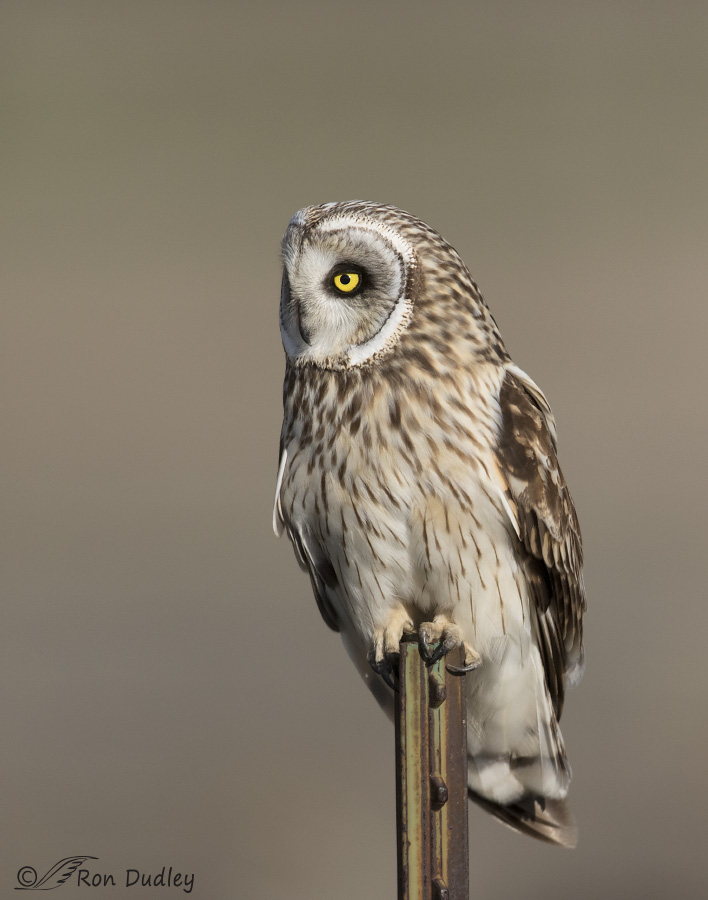 short-eared owl 4343b ron dudley