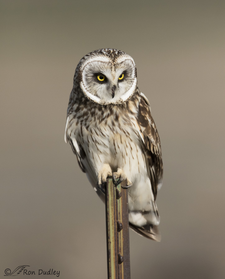 short-eared owl 4367b ron dudley