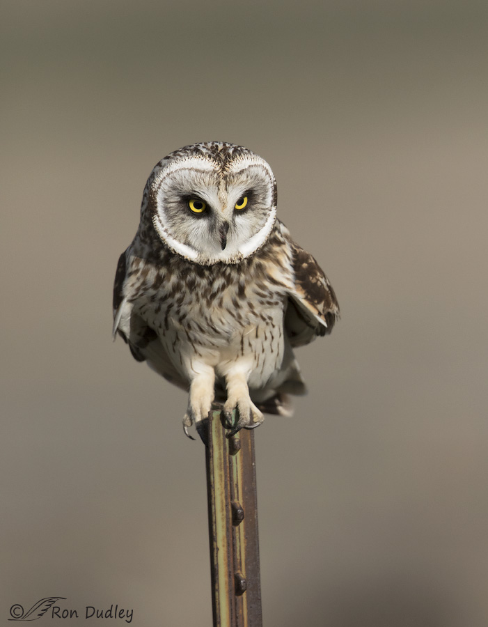 short-eared owl 4382b ron dudley