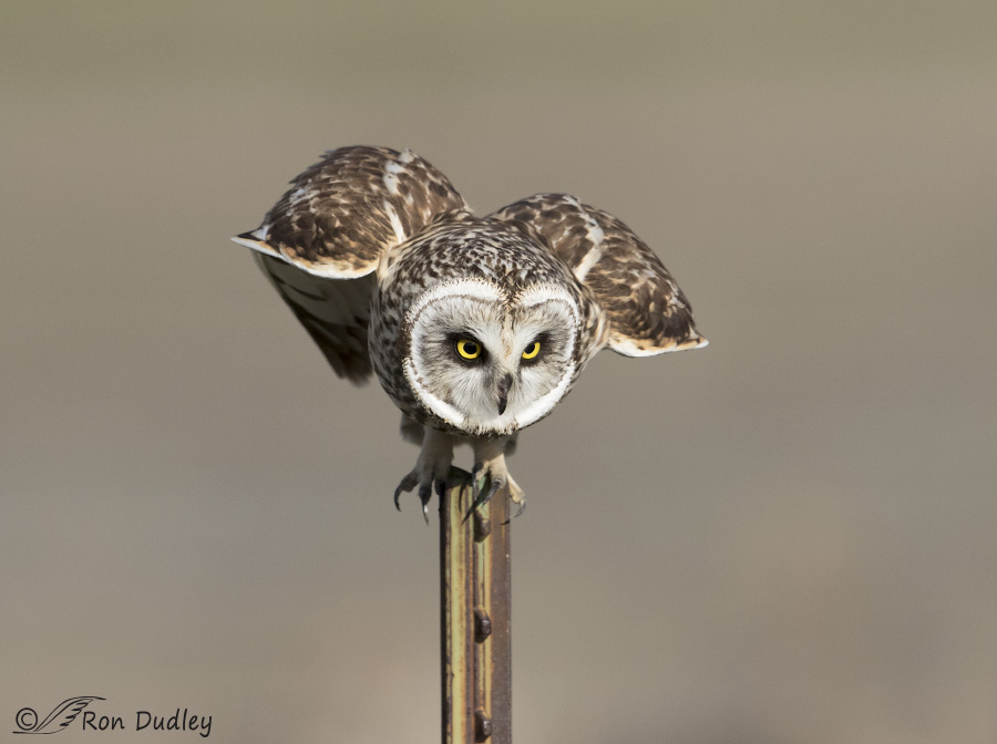 short-eared owl 4409b ron dudley