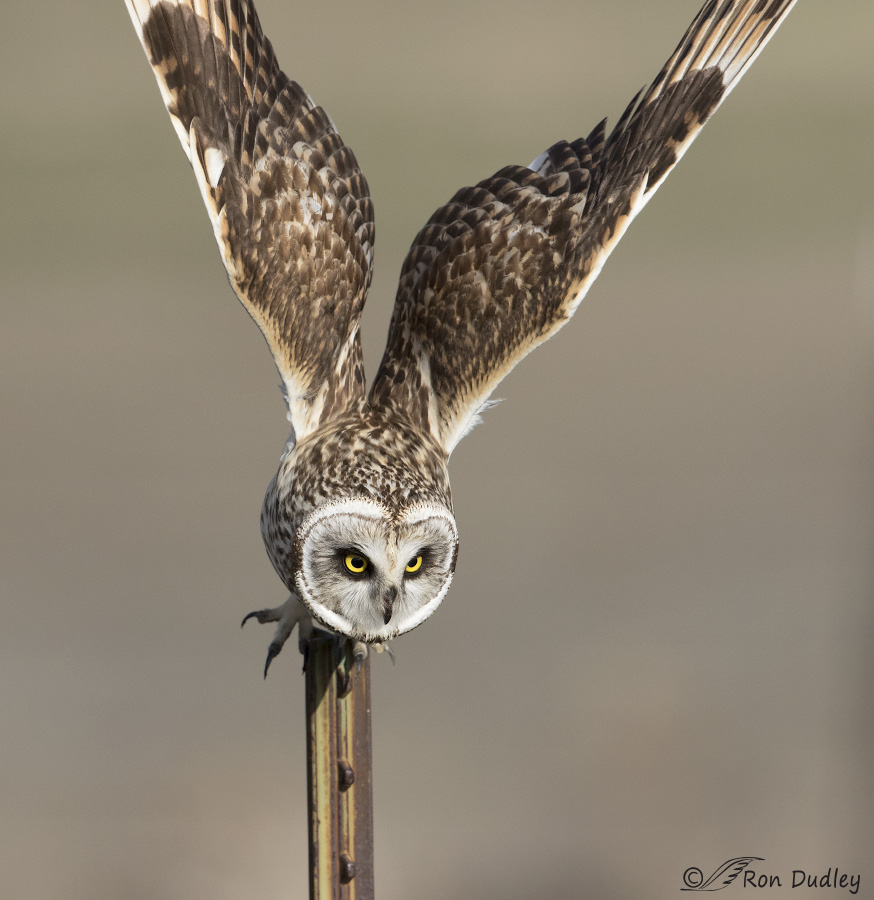 short-eared owl 4410b ron dudley