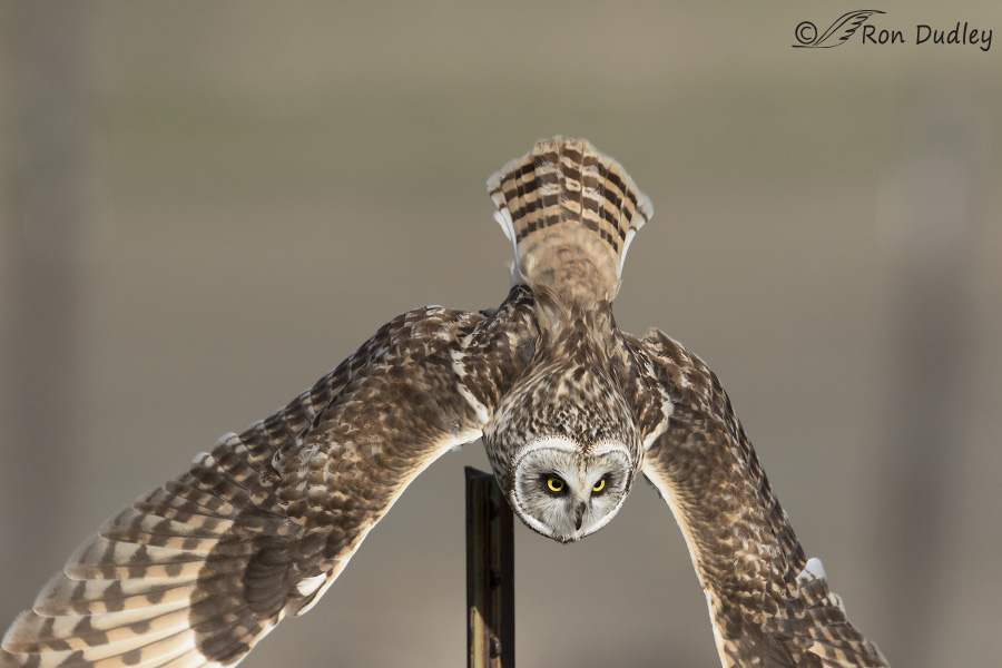short-eared owl 4411b ron dudley