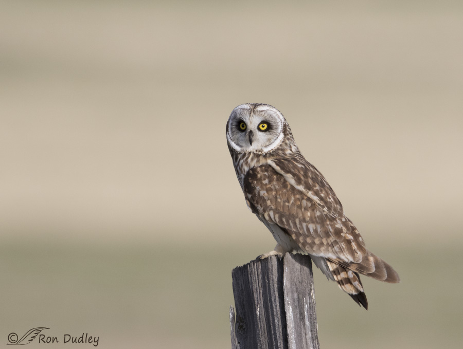 short-eared owl 4457 ron dudley
