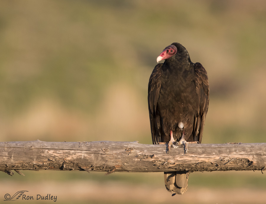turkey vulture 2720 ron dudley