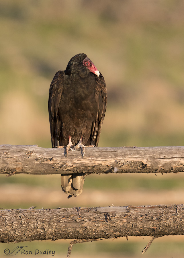 turkey vulture 2746 ron dudley