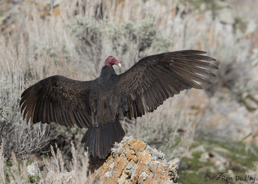 turkey vulture 4695 ron dudley