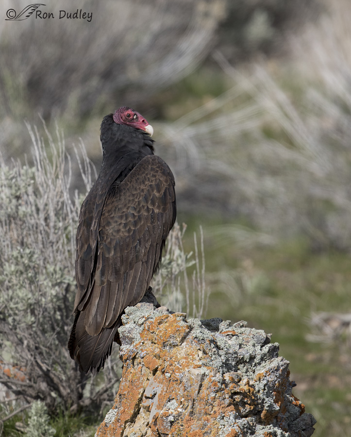 turkey vulture 4724 ron dudley