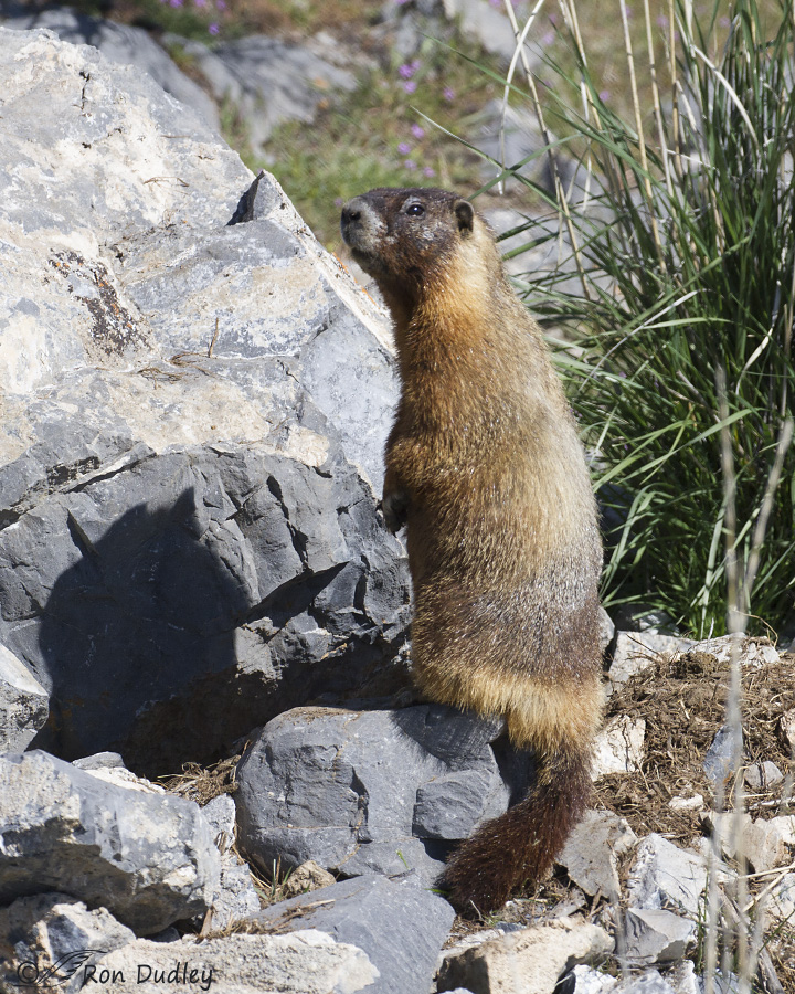 yellow-bellied marmot 0621 ron dudley