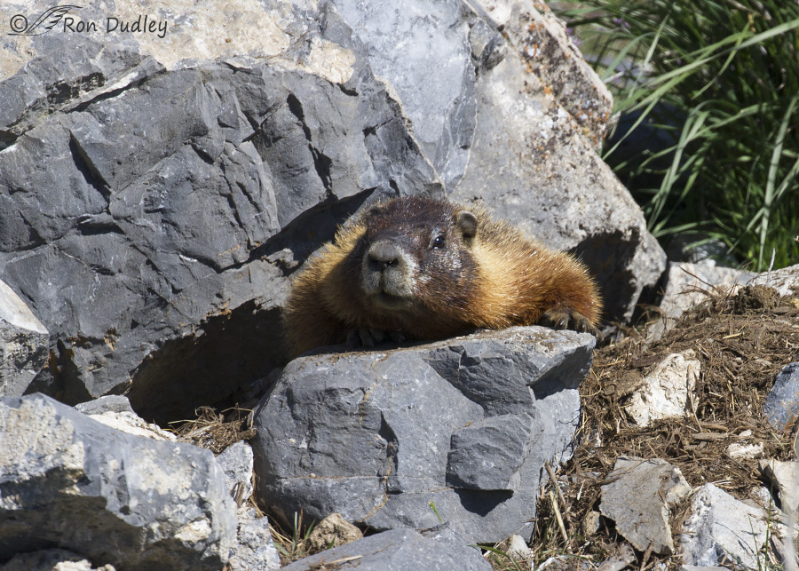 yellow-bellied marmot 0683 ron dudley