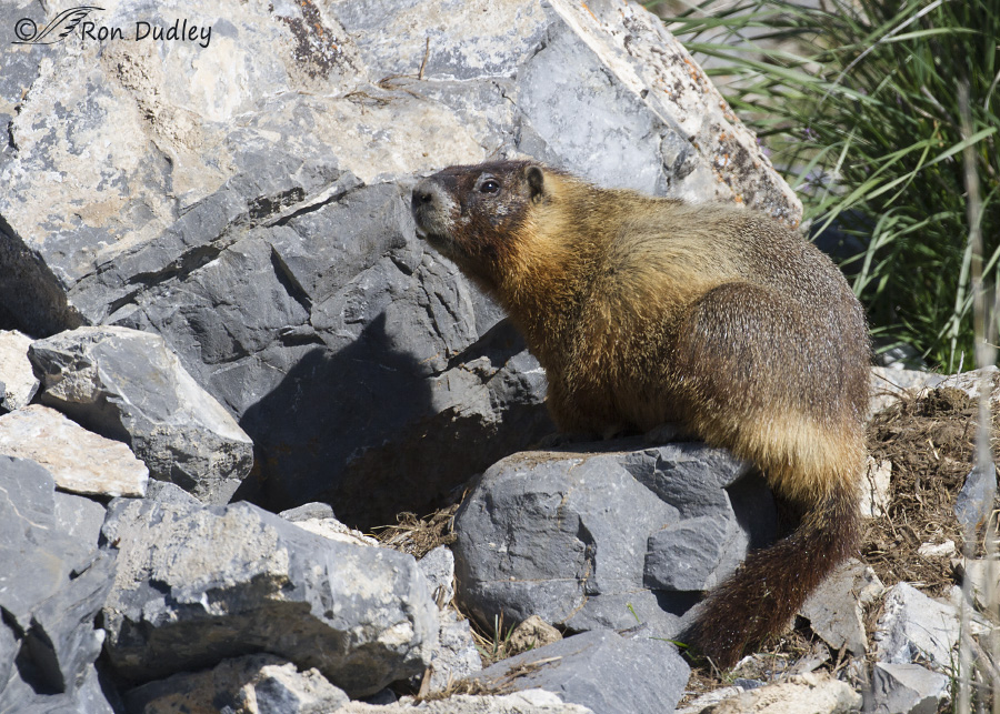 yellowo-bellied marmot 0642 ron dudley