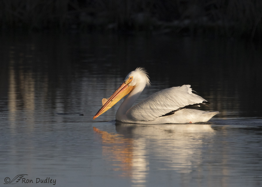 american white pelican 5683b ron dudley