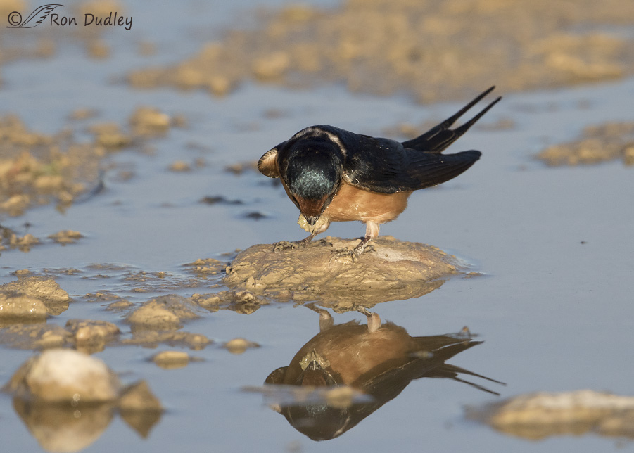 barn swallow 0847 ron dudley