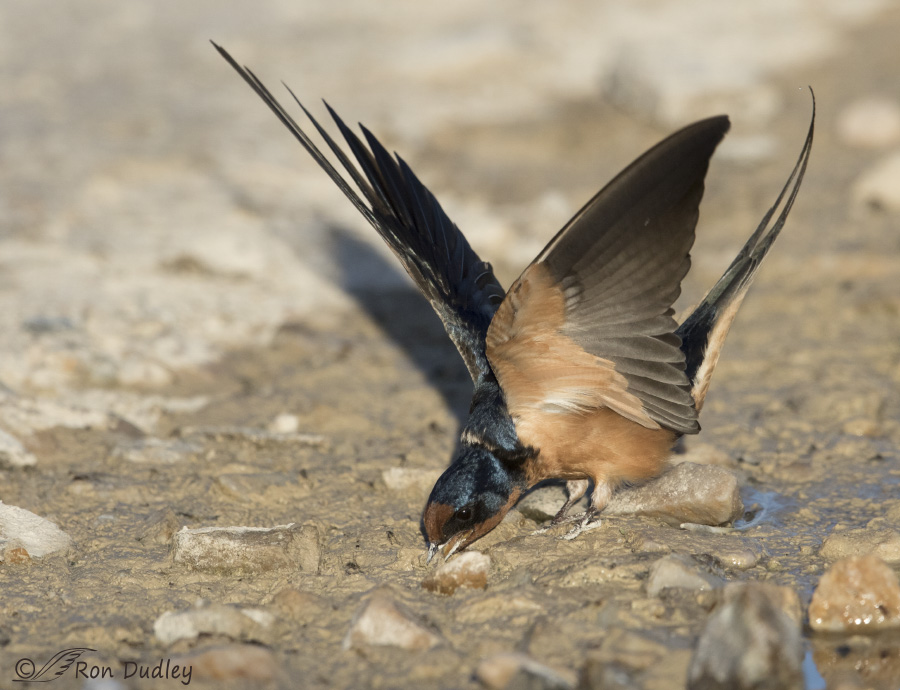 barn swallow 0870 ron dudley