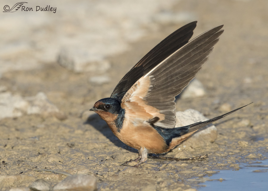 barn swallow 0903 ron dudley