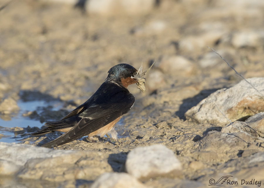 barn swallow 0930 ron dudley