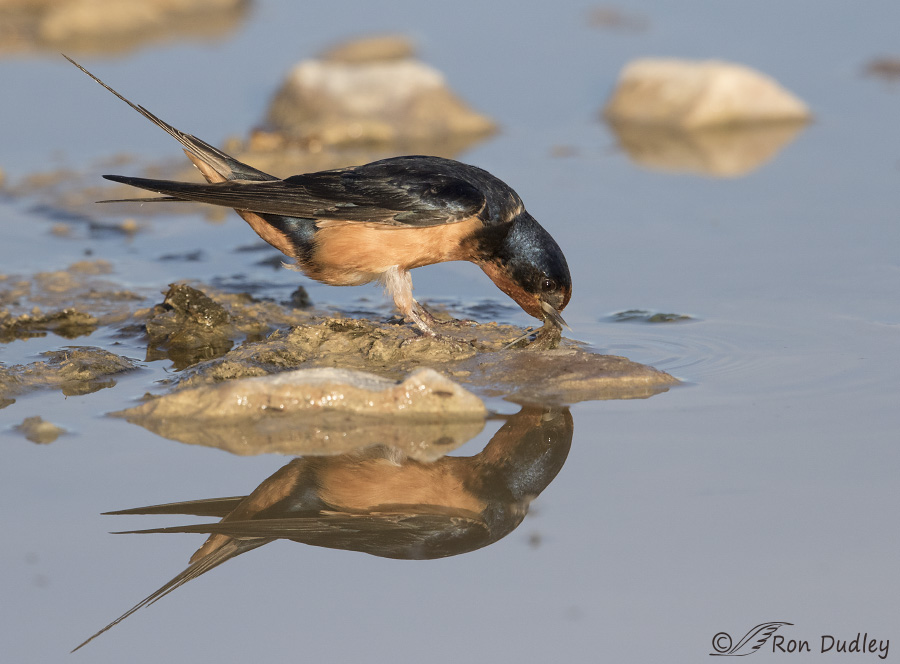 barn swallow 1067 ron dudley