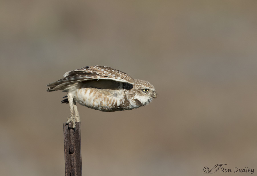 burrowing owl 0344 ron dudley