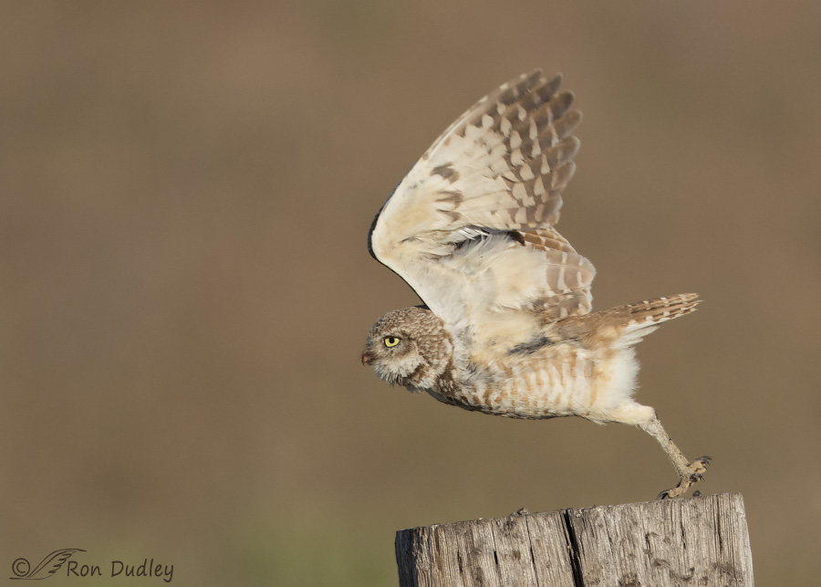 burrowing owl 4319 ron dudley