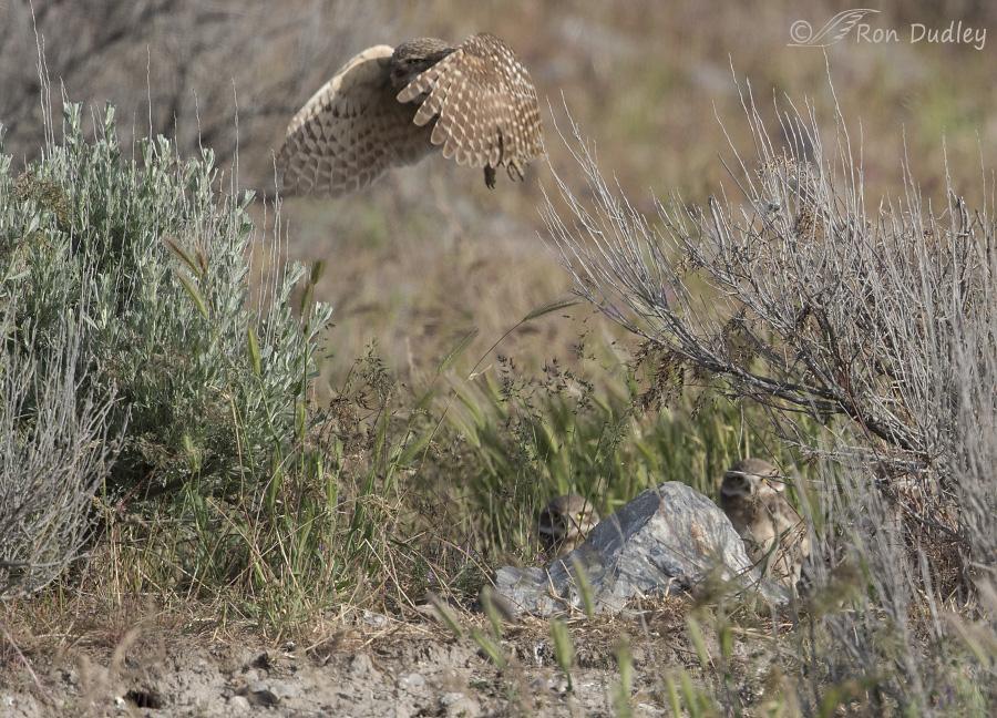 burrowing owl 4539b ron dudley