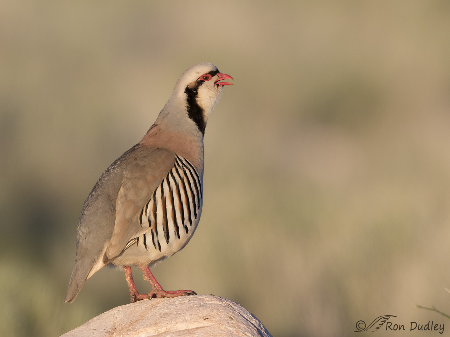 chukar 6855 ron dudley