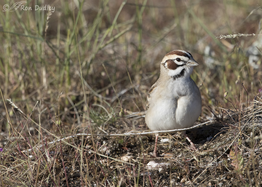 lark sparrow 7280 ron dudley