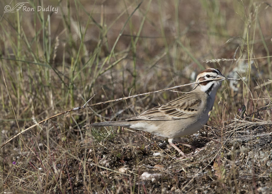lark sparrow 7290 ron dudley