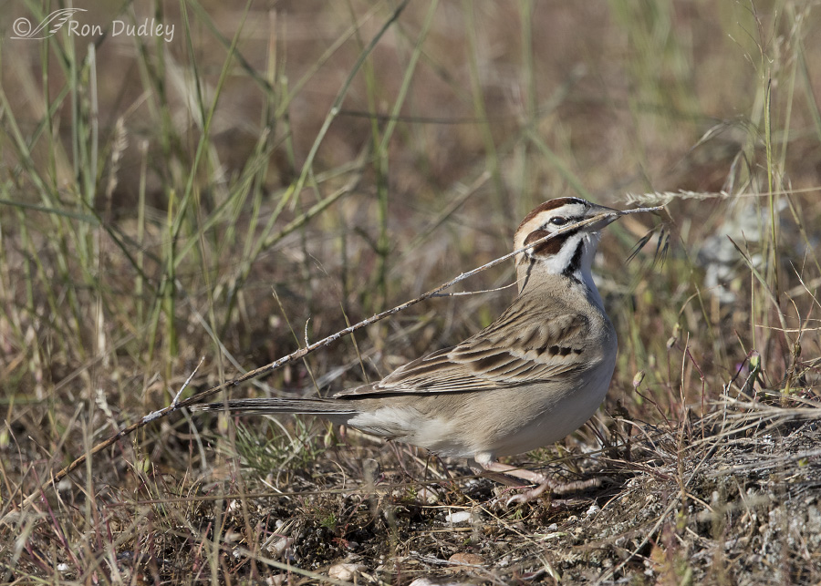 lark sparrow 7291 ron dudley
