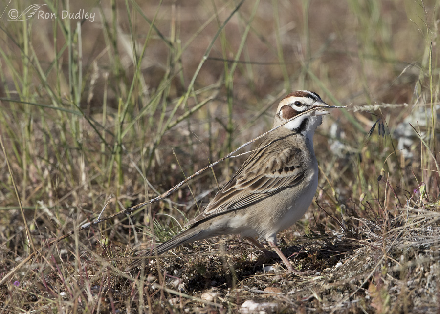 lark sparrow 7298 ron dudley